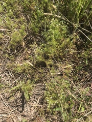 Ptilimnium capillaceum