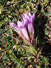 Gentianella aspera