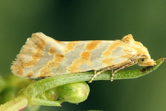 Aethes margaritana