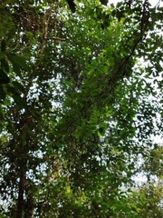 Pellacalyx yunnanensis