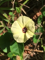 Hewittia malabarica