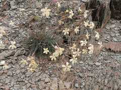 Dianthus caespitosus