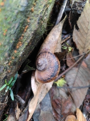 Cyclophorus ateribalteiformis