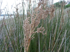 Juncus maritimus