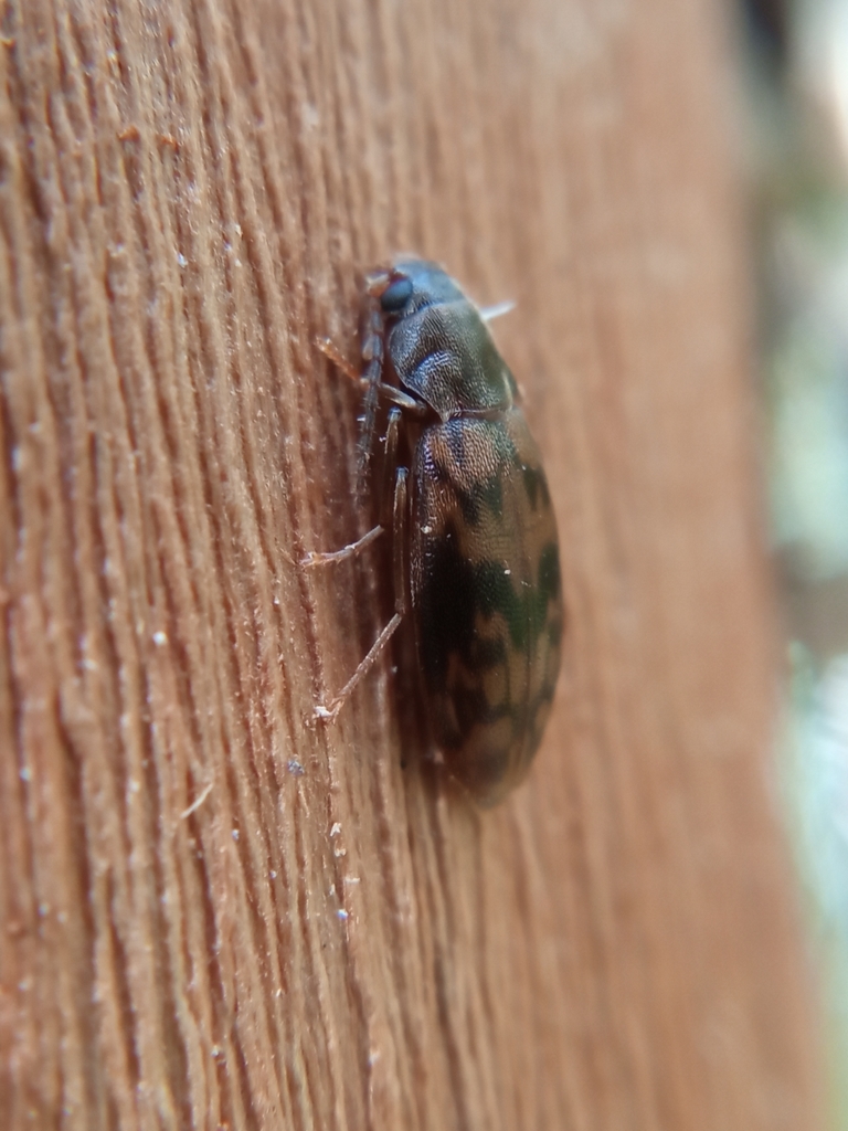 Marolia leseigneuri