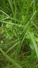 Spartocera alternata