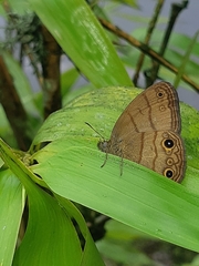 Hermeuptychia harmonia