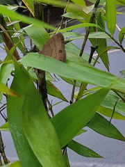 Hermeuptychia harmonia