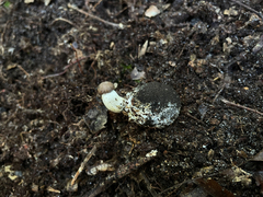 Tolypocladium rouxii