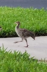 Meleagris gallopavo osceola