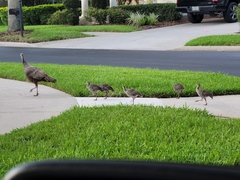Meleagris gallopavo osceola