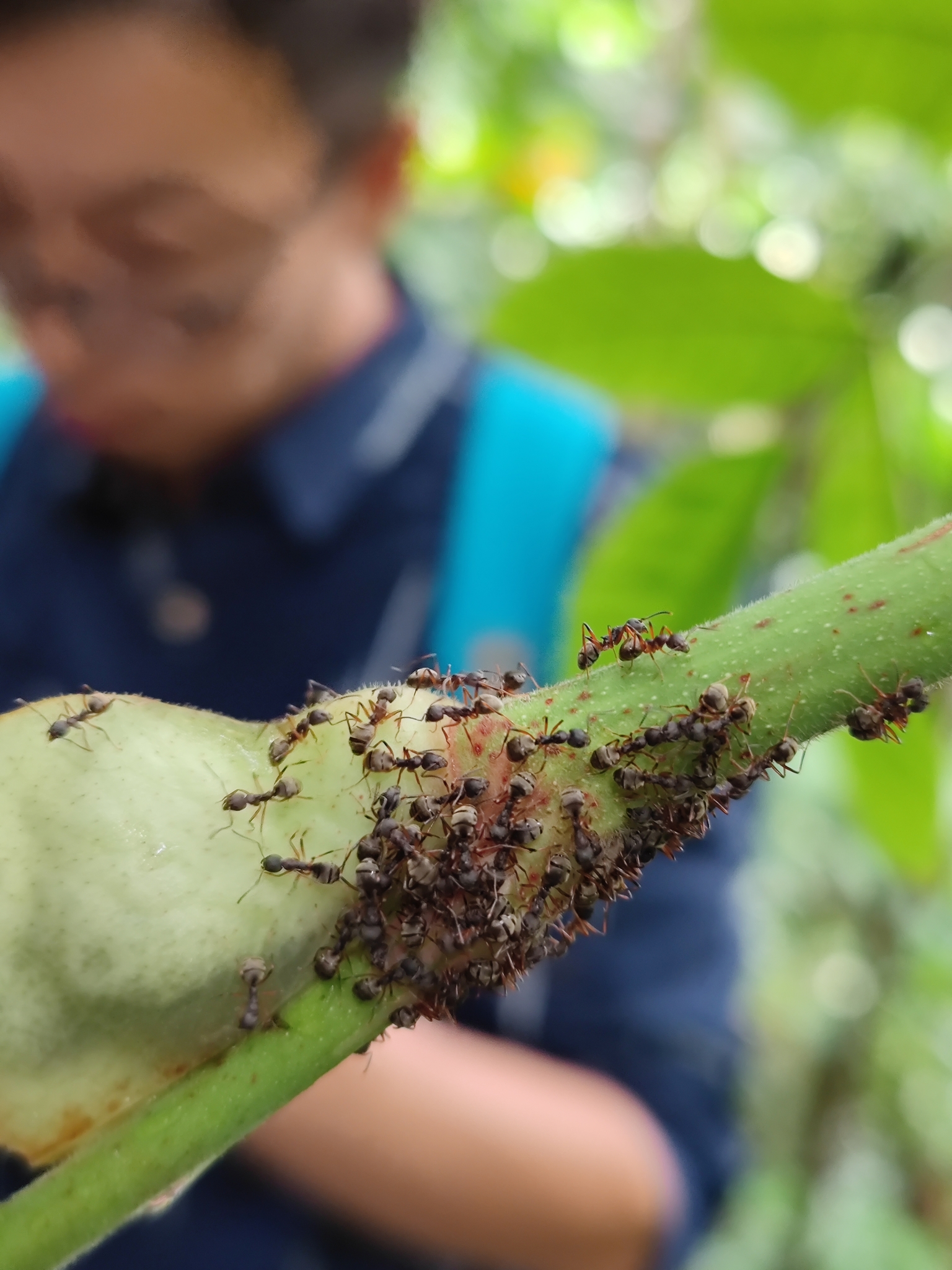 Dolichoderus laotius
