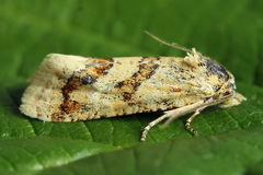 Aethes williana