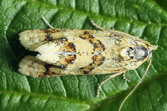 Aethes williana