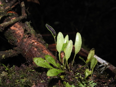 Elaphoglossum minutum