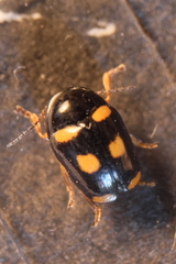 Cryptocephalus crassus