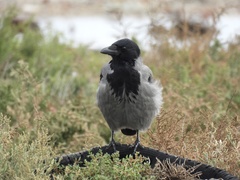 Corvus cornix sharpii