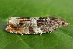 Ancylis achatana