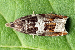 Ancylis achatana