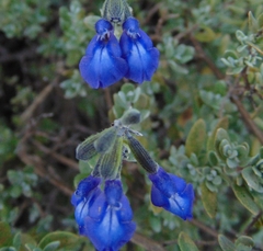 Salvia thymoides