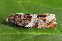 Ancylis achatana