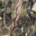 Nassella tenuissima - Photo (c) jrebman, algunos derechos reservados (CC BY-NC), subido por jrebman
