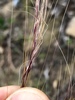 Mexican Feathergrass - Photo (c) jrebman, some rights reserved (CC BY-NC), uploaded by jrebman