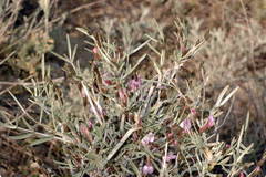 Astragalus ammodendron