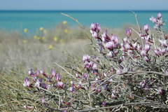 Astragalus ammodendron