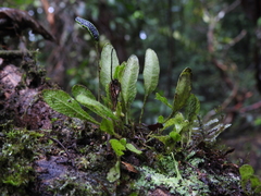 Elaphoglossum minutum