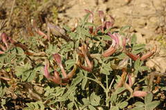 Astragalus erioceras
