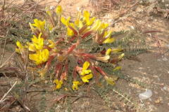 Astragalus longipetalus