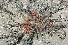 Astragalus longipetalus