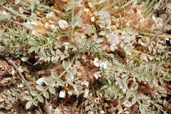 Astragalus scabrisetus