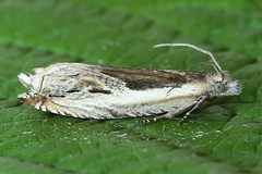 Ancylis apicella