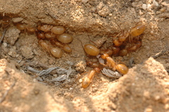 Camponotus turkestanus