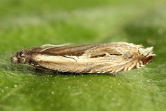 Ancylis apicella