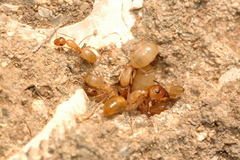 Camponotus turkestanus