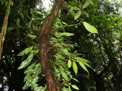 Elaphoglossum mitorrhizum