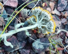 Helichrysum dasyanthum