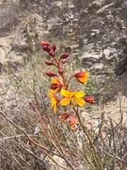Erythrostemon angulatus