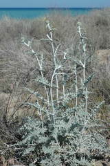 Echinops albicaulis
