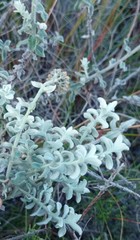 Helichrysum dasyanthum