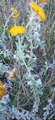 Helichrysum dasyanthum
