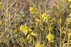 Euphorbia seguieriana