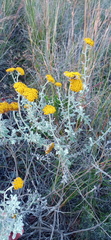 Helichrysum dasyanthum