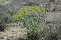Euphorbia seguieriana