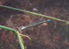 Pseudagrion acaciae
