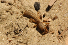 Gryllotalpa unispina