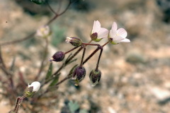 Holosteum glutinosum
